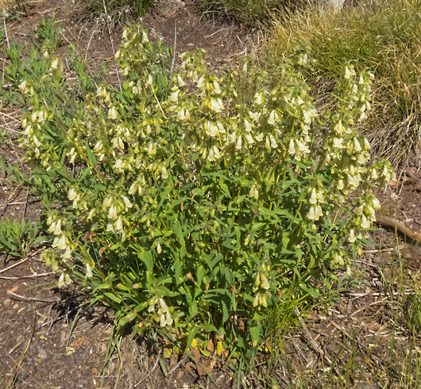 Whipple Penstemon 1.jpg